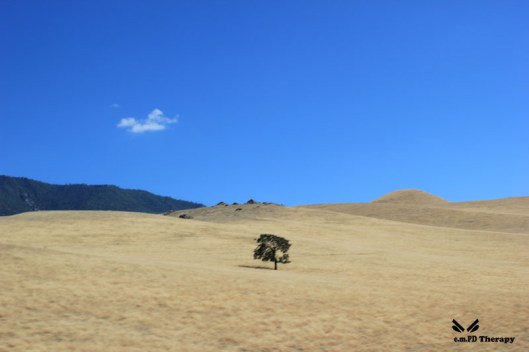 Lone Tree