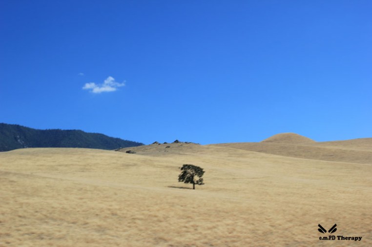 Lone Tree