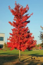 Fall colored tree