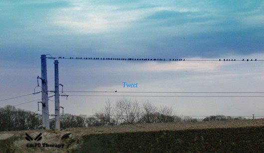 Birds on a Wire